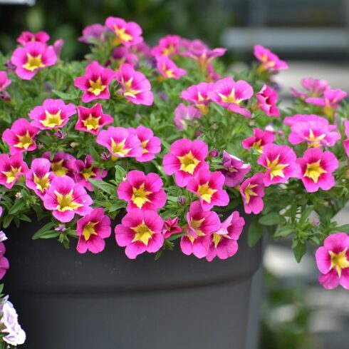 Kalibrahoja 'Calita Pink' (pieejams no jūnija)